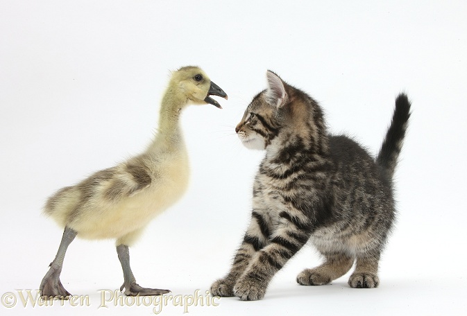 Cute tabby kitten, Fosset, 9 weeks old, face-to-face with yellow gosling, white background