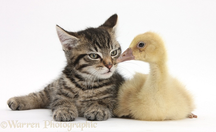 Cute tabby kitten, Fosset, 9 weeks old, with a yellow gosling, white background