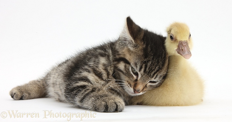 Cute tabby kitten, Fosset, 9 weeks old, rubbing against a yellow gosling, white background