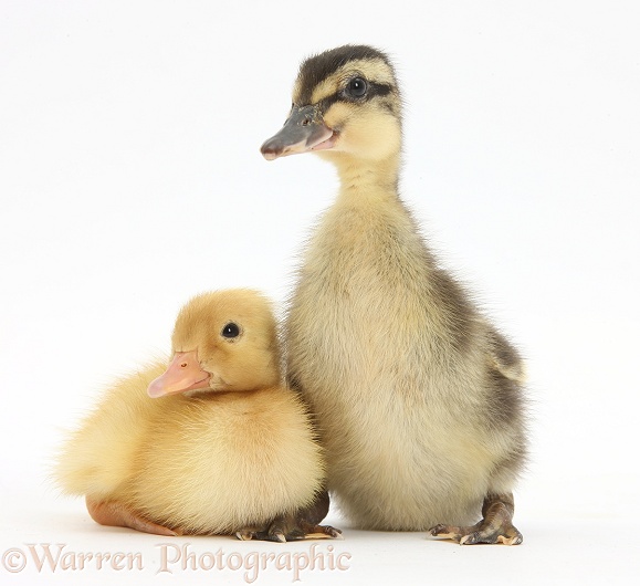 Yellow Call Duckling and Mallard Duckling, white background