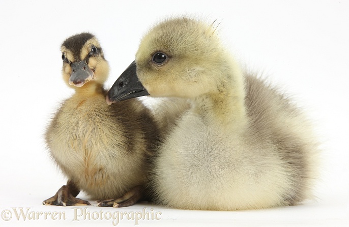 Embden x Greylag Gosling and Mallard Duckling, white background