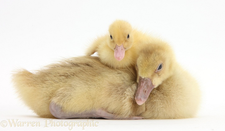 Embden x Greylag Gosling and yellow Call Duckling, white background