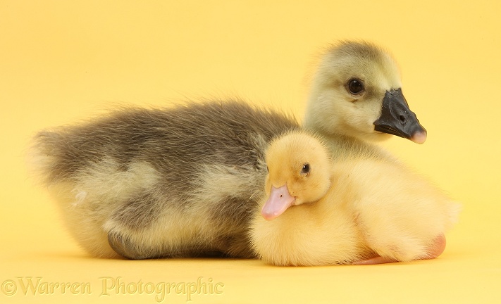 Embden x Greylag Gosling and yellow Call Duckling on yellow background