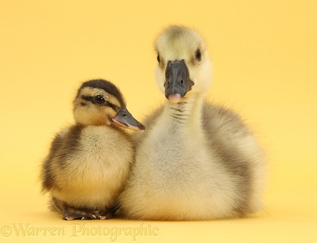 Embden x Greylag Gosling and Mallard Duckling on yellow background