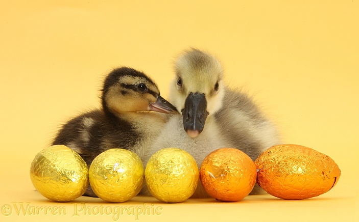 Embden x Greylag Gosling and Mallard Duckling with Easter eggs on yellow background
