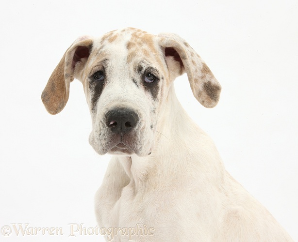 Great Dane pup, Tia, 14 weeks old, white background
