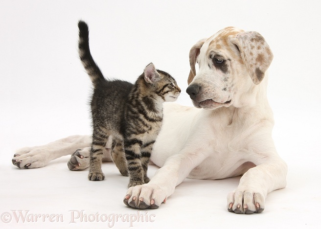 Tabby kitten, Fosset, 10 weeks old, nose-to-nose with Great Dane pup, Tia, 14 weeks old, white background