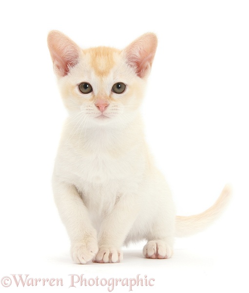 Red Burmese kitten, white background