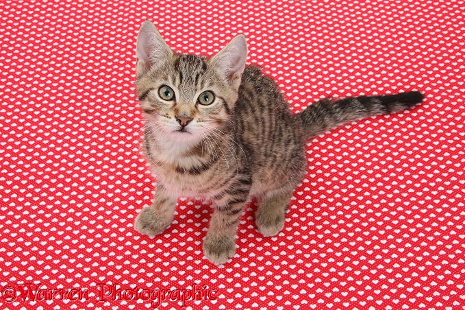 Tabby kitten, Fosset, 12 weeks old, sitting on red hearty background and looking up