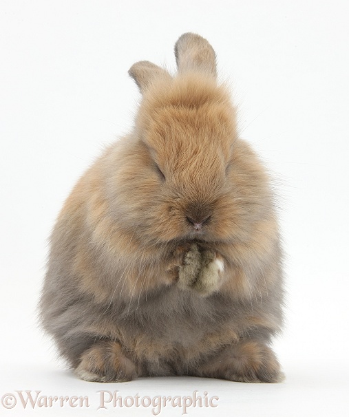 Baby brown Lionhead-cross bunny washing, white background