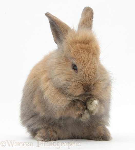 Baby brown Lionhead-cross bunny washing, white background