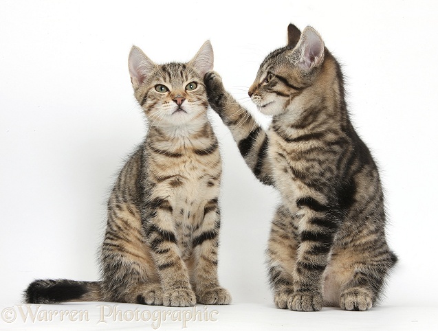 Tabby kitten, Fosset, 3 months old, with paw up on his brother, Stanley, white background