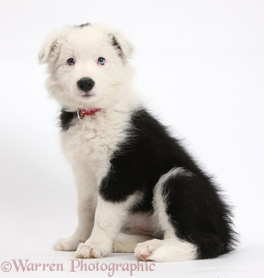 Black-and-white Border Collie bitch pup, Ice, 9 weeks old, white background