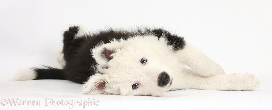 Black-and-white Border Collie bitch pup, Ice, 9 weeks old, lying on her side, white background