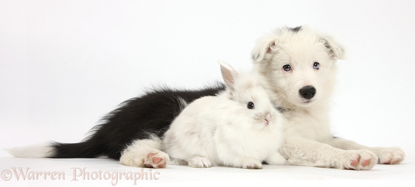 Black-and-white Border Collie bitch pup, Ice, 9 weeks old, with baby rabbit, white background
