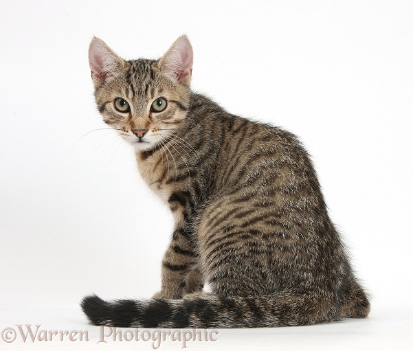 Tabby kitten, Stanley, 3 months old, looking over his shoulder, white background