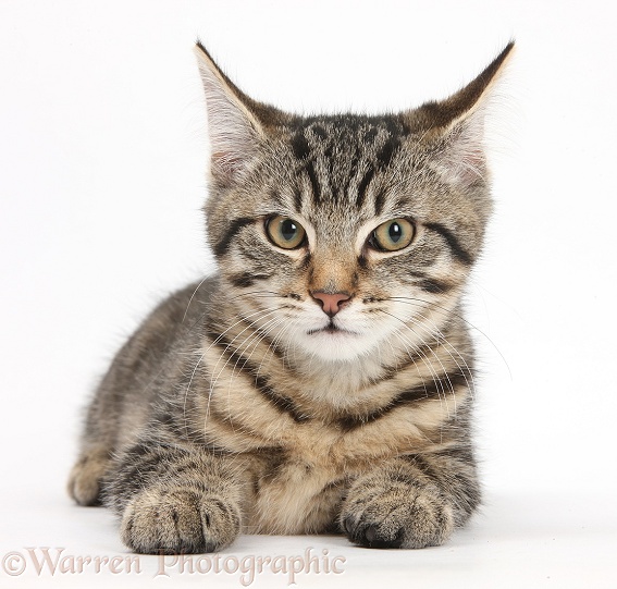 Tabby male kitten, Fosset, 3 months old, lying with his head up, white background