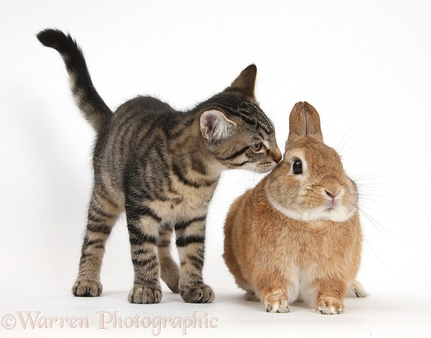 Tabby male kitten, Fosset, 3 months old, with Netherland-cross rabbit, Peter, white background