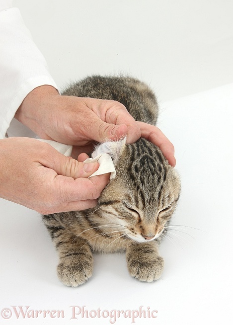 Vet wiping the ears of tabby kitten, Stanley, 3 months old, white background