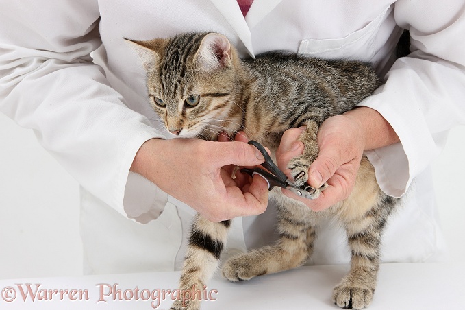Vet clipping the claws of tabby kitten, Stanley, 3 months old, white background