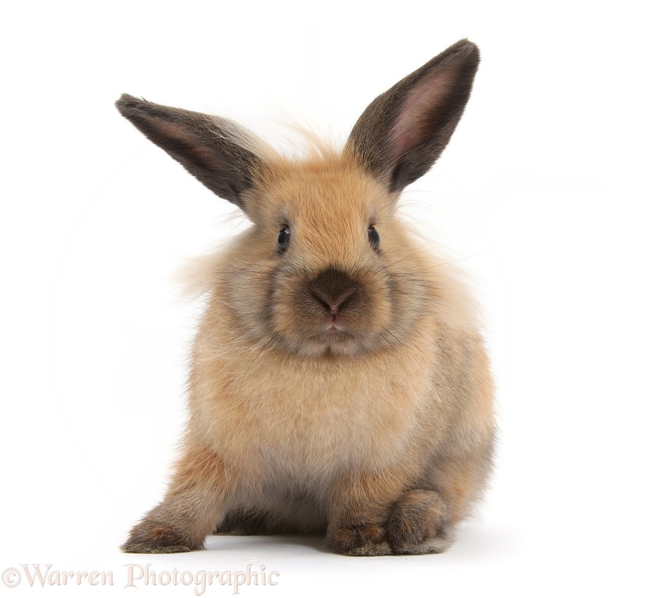 Brown rabbit, white background