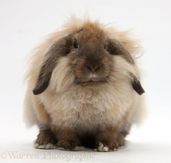 Comical Lionhead-Lop rabbit, white background