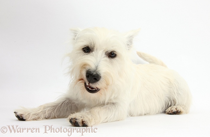 West Highland White Terrier bitch, Milly, lying with head up and pulling a funny face, white background