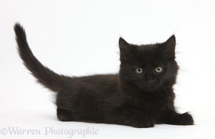 Fluffy black kitten, 9 weeks old, lying with head up, white background