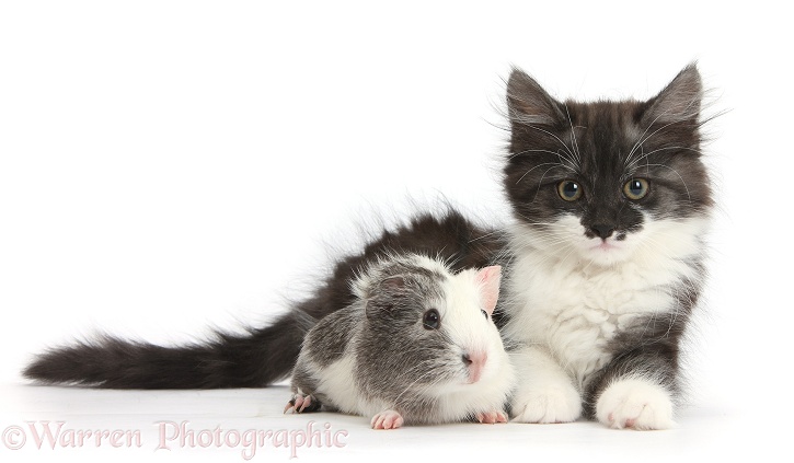 Fluffy dark silver-and-white kitten, 9 weeks old, and Guinea pig, white background