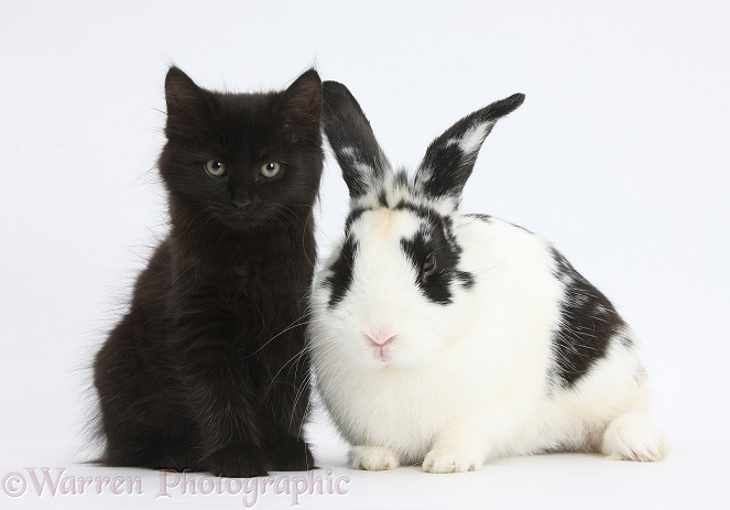 Fluffy black kitten, 9 weeks old, with black-and-white rabbit, Bandit, white background