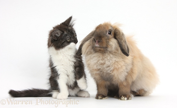 Fluffy dark silver-and-white kitten, 9 weeks old, and Lionhead Lop rabbit, white background