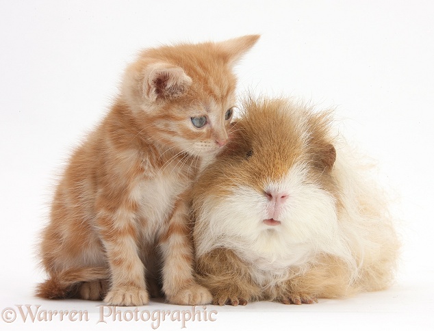 Ginger kitten, 5 weeks old, with shaggy Guinea pig, white background