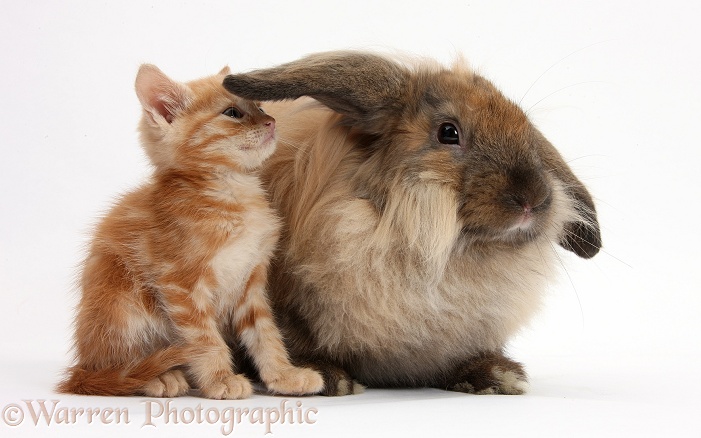 Ginger kitten and comical Lionhead-Lop rabbit, white background