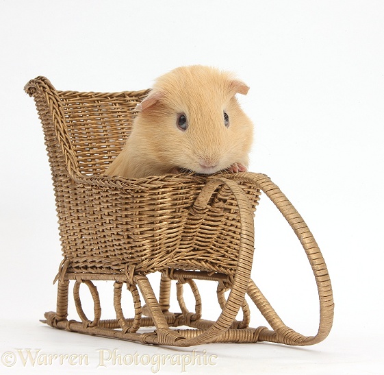 Guinea pig playing with a toy wicker sledge, white background