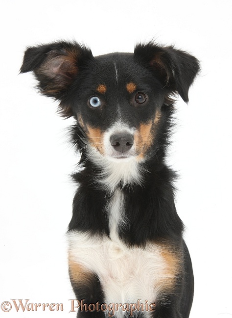 Odd-eyed tricolour Miniature American Shepherd bitch, Miley, 6 months old, sitting, with one ear cocked, white background