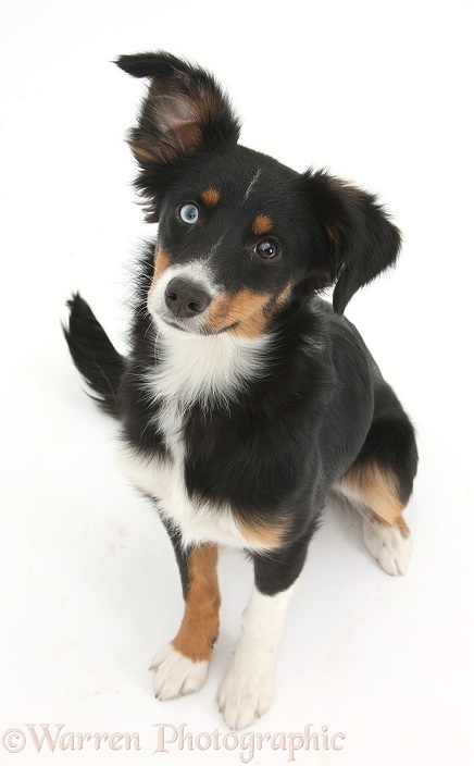 Odd-eyed tricolour Miniature American Shepherd bitch, Miley, 6 months old, sitting and looking up with one ear cocked, white background