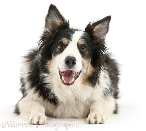 Tricolour Border Collie dog, Keen, 6 years old, lying with head up, white background