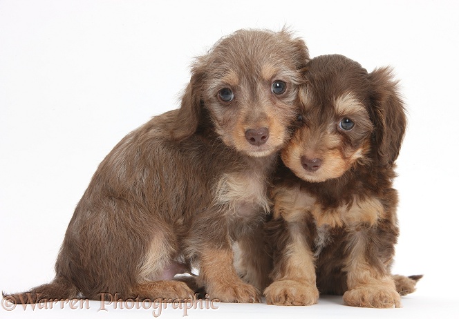 Two cute chocolate bicolour Daxie-doodle pups, 6 weeks old, white background