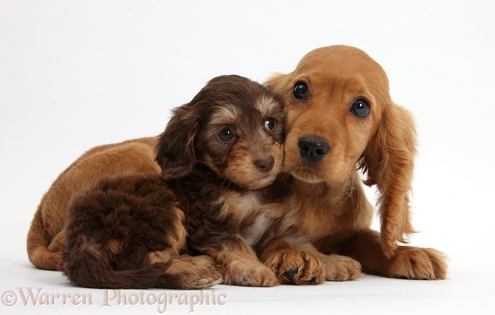 Cute Daxiedoodle puppy and Golden Cocker Spaniel puppy, Maizy, white background