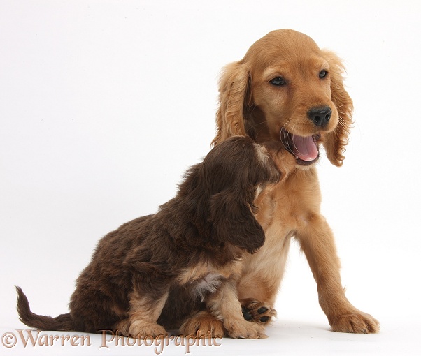 Cute Daxiedoodle puppy and Golden Cocker Spaniel puppy, Maizy, white background