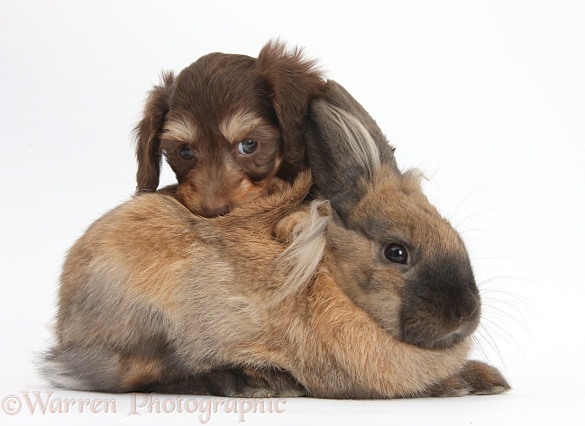 Cute Daxiedoodle puppy and rabbit, white background