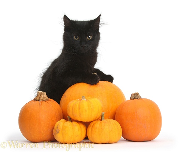 Black Maine Coon kitten and Halloween pumpkins, white background