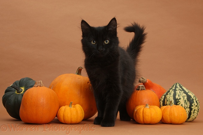 Black Maine Coon kitten and Halloween pumpkins on brown background