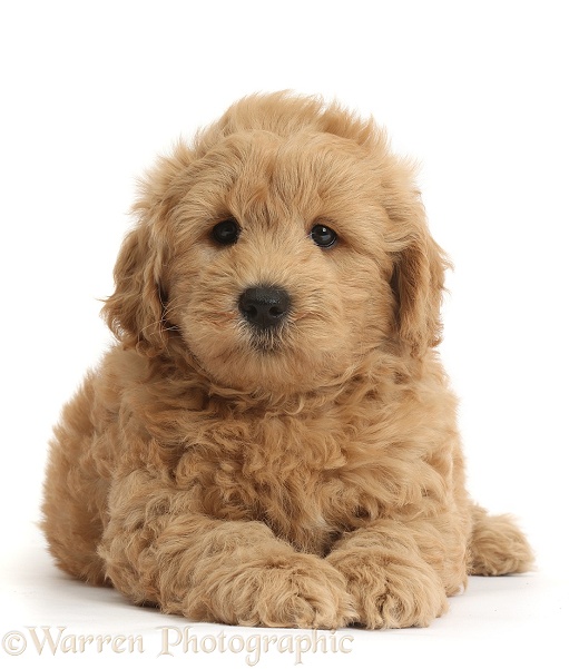 Cute F1b Goldendoodle puppy, white background