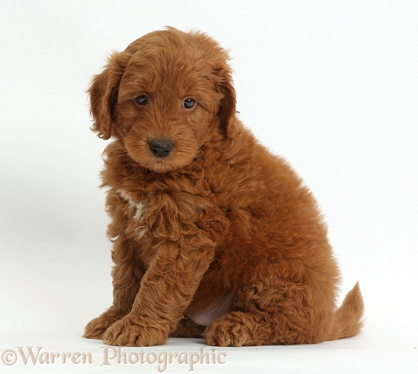 Cute red F1b Goldendoodle puppy sitting, white background