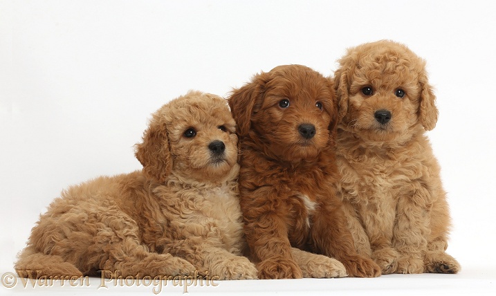 Three cute red F1b Goldendoodle puppies, white background