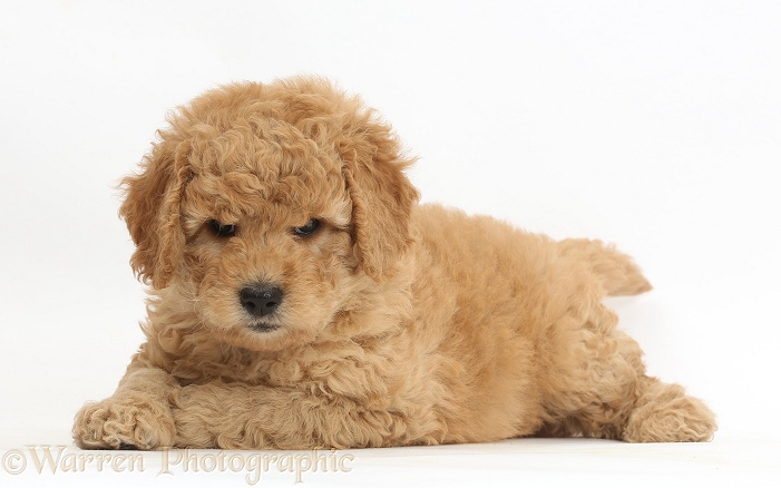 Cute F1b Goldendoodle puppy, white background