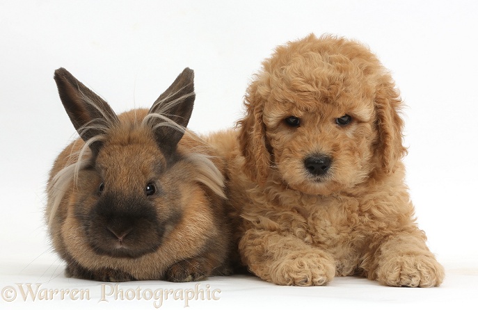 Cute F1b Goldendoodle puppy and rabbit, white background