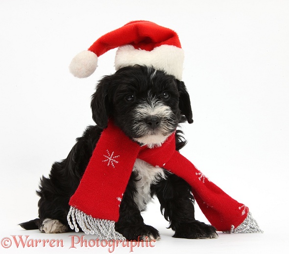 Yorkipoo pup, 7 weeks old, wearing a Father Christmas hat and scarf, white background