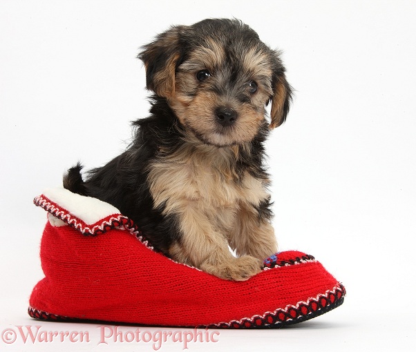 Yorkipoo pup, 7 weeks old, in a red knitted Christmas slipper, white background